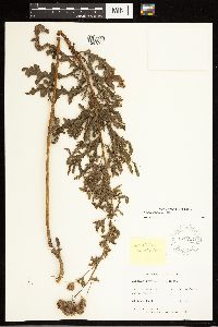 Cirsium arvense image