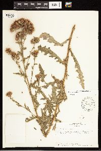 Cirsium arvense image