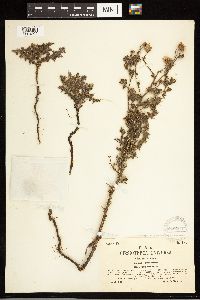 Cirsium arvense image