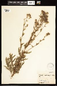 Cirsium arvense image