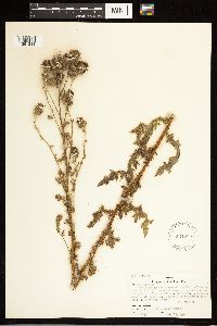 Cirsium arvense image