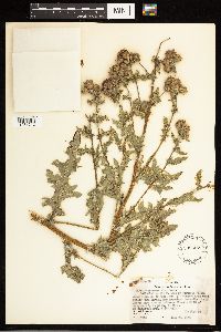 Cirsium arvense image