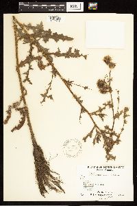 Cirsium arvense image