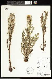 Cirsium arvense image