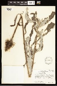 Cirsium arvense image