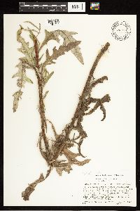 Cirsium arvense image