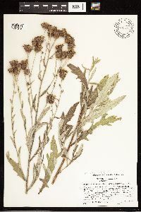 Cirsium arvense image
