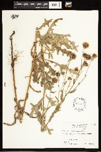 Cirsium arvense image