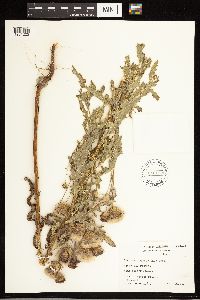 Cirsium arvense image