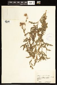 Cirsium arvense image