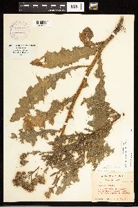 Cirsium arvense image