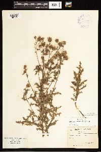 Cirsium arvense image