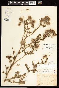Cirsium arvense image