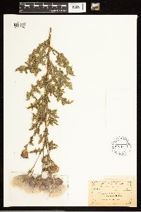 Cirsium arvense image