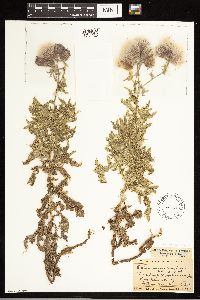 Cirsium arvense image
