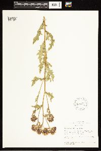 Cirsium arvense image