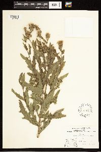 Cirsium arvense image