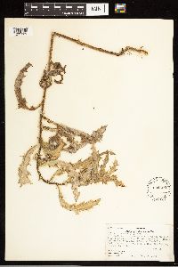 Cirsium arvense image