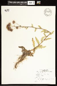 Cirsium arvense image
