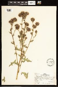 Cirsium arvense image
