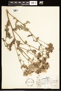 Cirsium arvense image