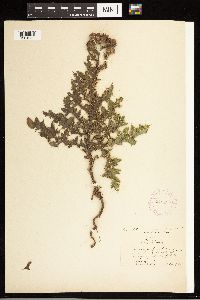 Cirsium arvense image