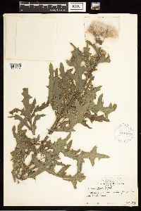 Cirsium arvense image