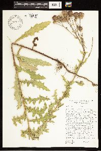 Cirsium arvense image