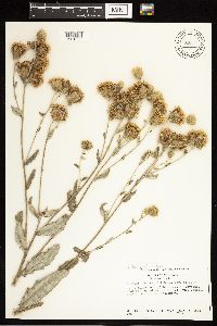Cirsium arvense image