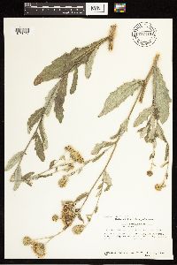 Cirsium arvense image