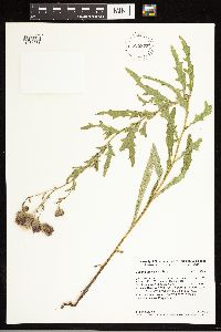Cirsium arvense image