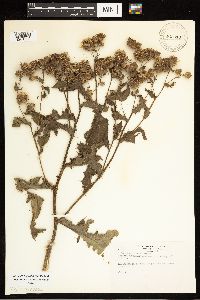 Cirsium arvense image