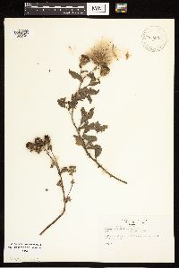 Cirsium arvense image