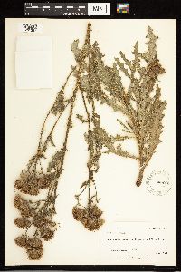 Cirsium arvense image