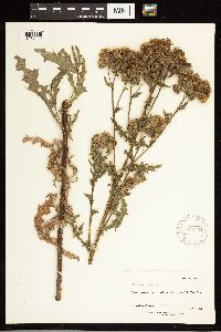 Cirsium arvense image