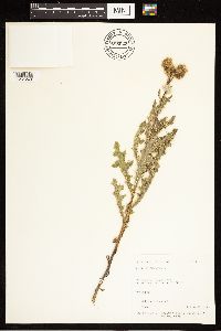 Cirsium arvense image