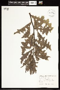 Cirsium arvense image