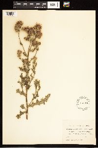 Cirsium arvense image