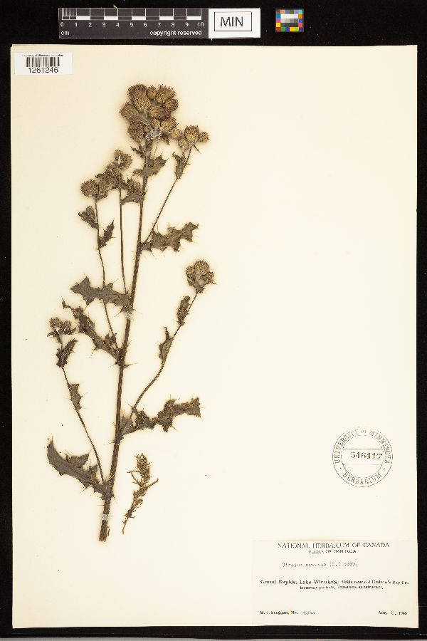 Cirsium arvense image