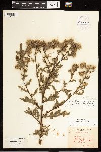 Cirsium arvense image