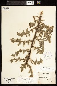 Cirsium arvense image