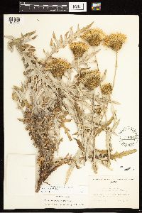 Cirsium brevifolium image