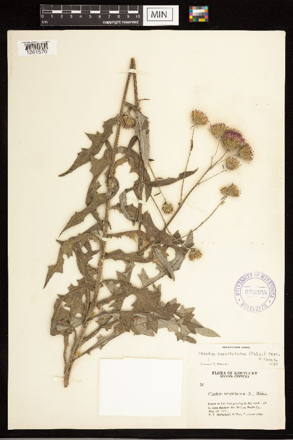 Cirsium carolinianum image
