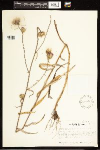 Cirsium carolinianum image