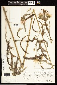 Cirsium carolinianum image