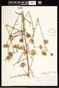 Cirsium carolinianum image
