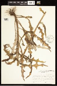 Cirsium carolinianum image