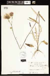 Cirsium carolinianum image