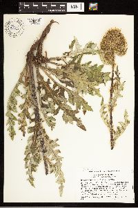 Cirsium clavatum var. americanum image