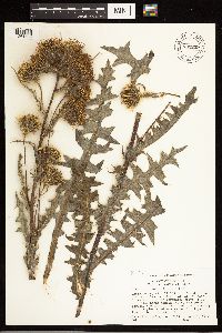 Cirsium clavatum var. americanum image